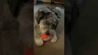 Maisie says it’s ball time.  #aussiedoodle