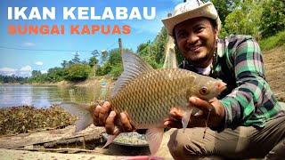 PANEN STRIKE ‼️ MANCING IKAN KELABAU DAN IKAN TAWES DI SUNGAI KAPUAS