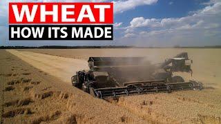 How Ukrainian Farmers Produce Millions of Tons of Wheat