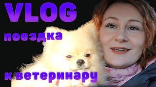 VLOG | Поездка к ветеринару | Что нас ожидает в ближайшее время?