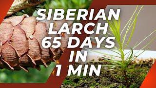 Growing SIBERIAN LARCH Time Lapse - 65 Days