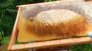 Quoi faire des cadres de miel enlever au printemps Explication et bien nourrir les abeilles