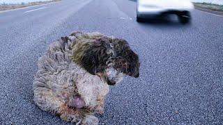 We saved a cancer dog had an accident on the highway after being abandoned