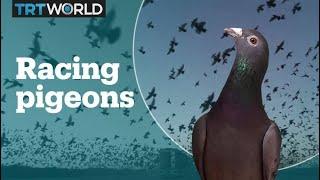 What's pigeon racing?