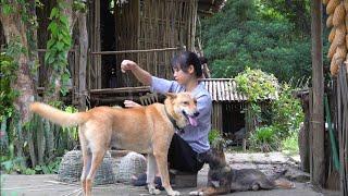 Một mình sống trên núi: Trang trí lại khu vườn và Làm món bánh đúc đặc biệt