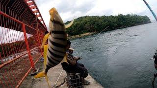 MANCING DI SINI SELALU DAPAT || SPOT VIRAL JEMBATAN MERAH JAYAPURA