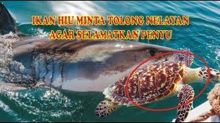 Ikan Hiu mengantarkan Penyu pada Nelayan agar melepaskan tali di leher Penyu.