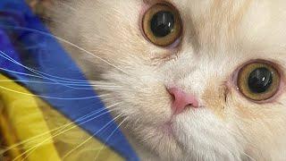 Ukranian cat escapes war to be with mom