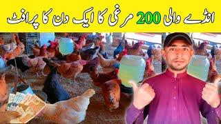 200 Murgi ka Mini Setup | Feasibility Report of 200 Egg Laying Golden Misri Hens | Murgi Farming