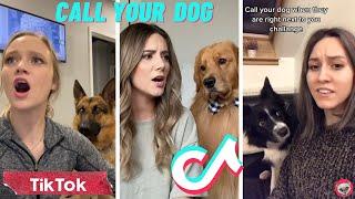 Call Your Dog's Name When They're Right Next To You  TikTok Compilation