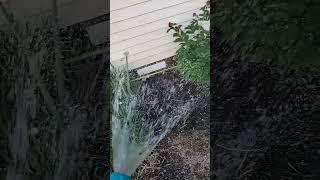 watering the chive & peonies - ASMR