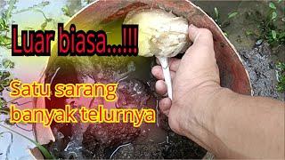 PROSES PANEN TELUR BELUT