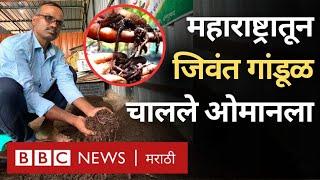 Vermicompost Business Maharashtra: मराठवाड्यातल्या या शेतकऱ्याने जिवंत गांडूळ ओमानला कसे पाठवले?