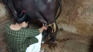 #buffalomilk buffalo milking. #milkdairyfarm