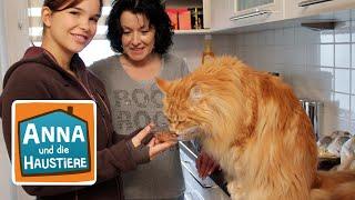 Maine Coon | Reportage für Kinder | Anna und die Haustiere