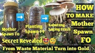 Paano gumawa ng binhi ng mushroom Fo kabuteng saging ( volvariella mushroom ) for beginners