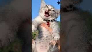 Funny Cat Laugh Acumalaka #kucinglucu #kucing #kitten #funnycats