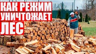 Лукашенко выжигает землю: сумасшедшая вырубка лесов