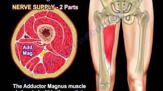 Anatomy Of The Adductor Magnus Muscle - Everything You Need To Know - Dr. Nabil Ebraheim