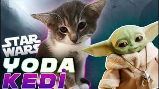 GERÇEK YODA KEDİSİ!  Özürlü Doğan Yavru Kedi  Real Yoda Cat! - StarWars Cat!