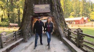 Avenue of the Giants - Motorcycle Bucket List Ride - Oregon Coast Day 4