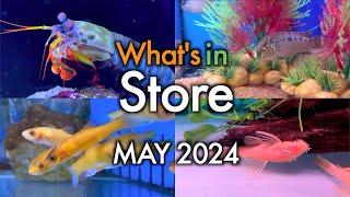 What's In Store - May 2024