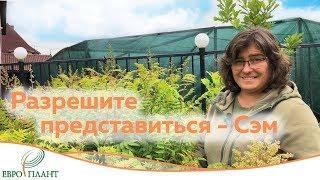 Рябинник рябинолистный. Сорняк или декоративный кустарник?