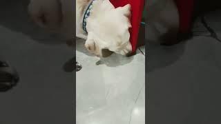 dog scratching for no reason#shorts#youtube#shortsvideo