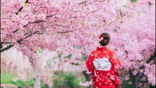 #sakura #flowers #nihongo