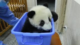 Measuring baby pandas