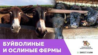 Фермы по разведению молочных ослов и буйволов