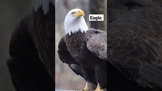 Eagle Sound 