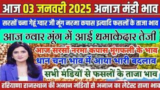 अनाज मंडी भाव| 03/01/2025 मूंग ग्वार में आई धमाकेदार तेजी| सरसों नरमा कपास गेहूं अन्य सभी फसलों भाव,