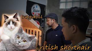 update harga adopsi kitten british shorthair dan ragdoll