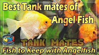 Best Tank mates of Angel Fish - Fish to Keep with Angelfish.