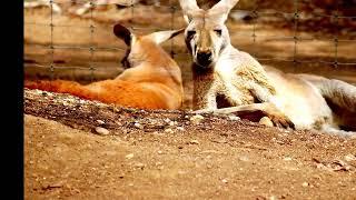 Kangaroos are the latest animals evacuated from a Ukrainian zoo