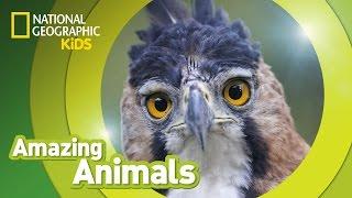 Harpy Eagle | Amazing Animals