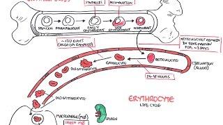 Haematology - Red Blood Cell Life Cycle