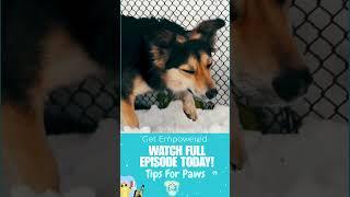  Is Your Fence Pup-Proof? ️  #aglamorouspawlife #tipsforpaws #glamorouspups #dogcaretips #doglover