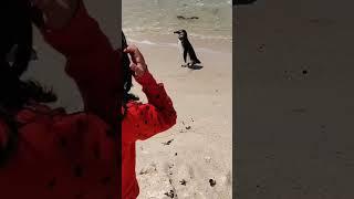 Penguin spotted, cape town #capetown #penguin #penguins #southafrica #wildanimals #wildlife #stjames