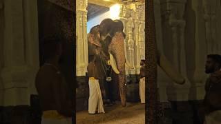 Real Hero Ambady Balan entry #keraleeyan #elephant