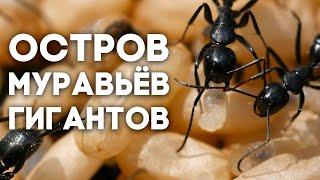 В ПОИСКАХ МАТОК - остров МУРАВЬЁВ ГИГАНТОВ Camponotus vagus! \\ Димон и пумба