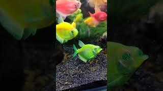 Can anyone tell..what happened to this glofish? #glofish #aquarium #green #water #beautiful