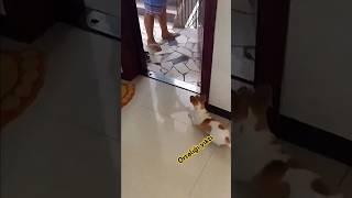 #shortvideo #köpek cinnet geçiren köpek ortalığı birbirine kattı #haber #sondakika #komedi