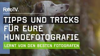 HUNDEFOTOGRAFIE lernen mit diesen Tipps ‍ | FotoTV.