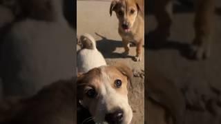 #cutepuppies#shortvideo##thedoggydiaries