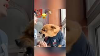 Dog vs. Owner: Hilarious Showdown!  #MyPetsie