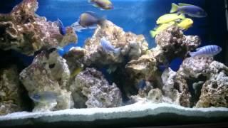 African Cichlid tank with ocean rock (Malawi) HEAPAQUATICS HD