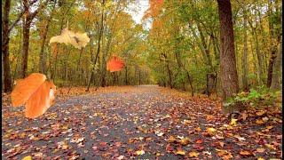 Autumn Leaves Falling/Blowing From Trees on a Windy Fall Day - Relaxing Ambience/FREE Stock Footage