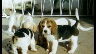 Cuccioli - Puppies